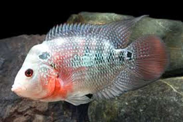 Assorted Premium Flowerhorn Cichlid - REGULAR