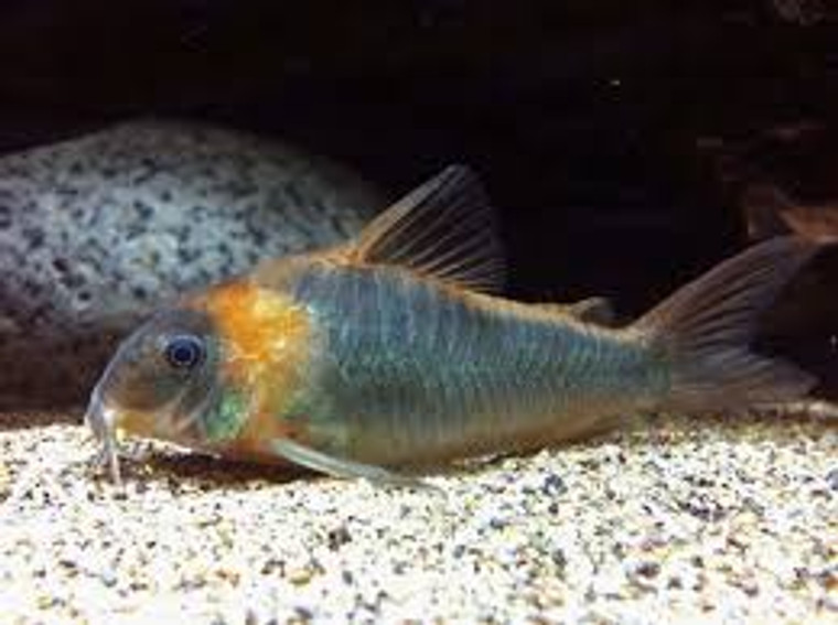 Super Eques Corydoras - REGULAR