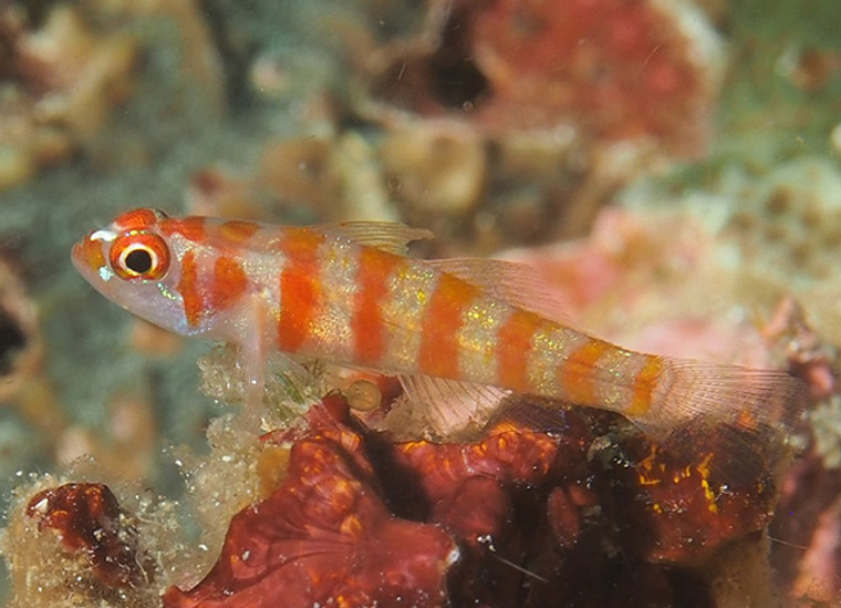 Orange Band Trimma Goby - SMALL