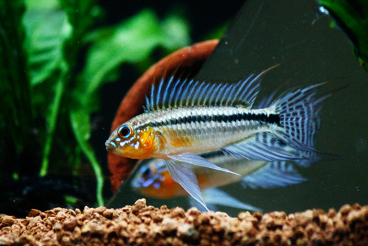 Apistogramma Bitaeniata Cichlid-REGULAR