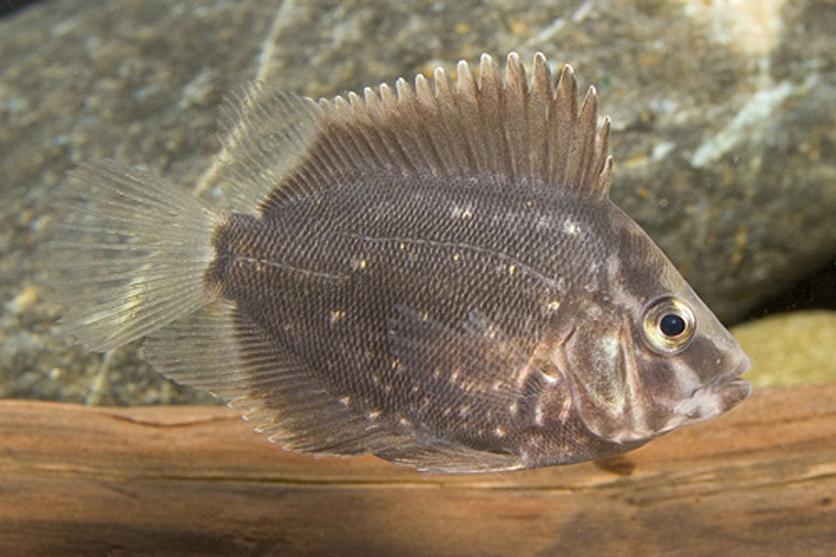 UARU CICHLID regular