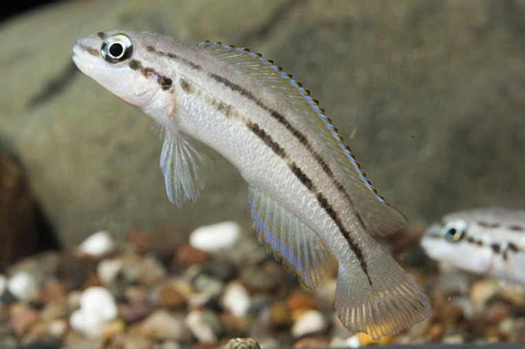 Chalinochromis Popelini Cichlid - REGULAR