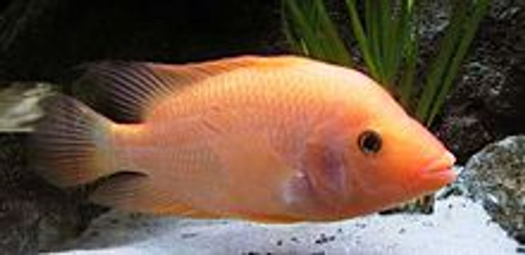 True Red Devil Cichlid - MEDIUM