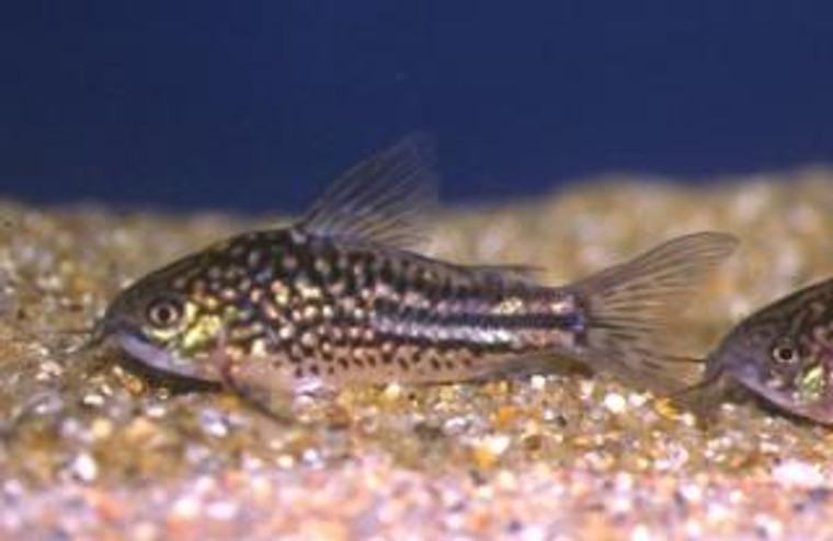 Napoensis Corydoras Tank Raised - REGULAR