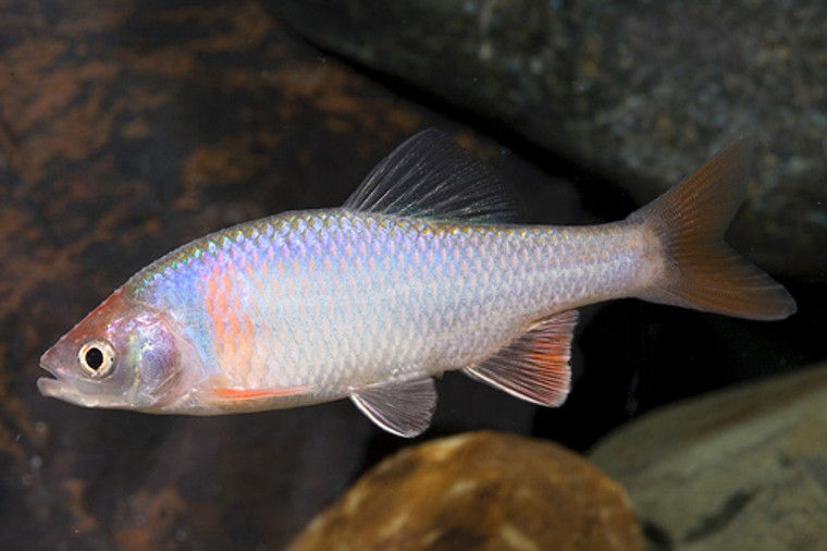 Rainbow Dace  MEDIUM