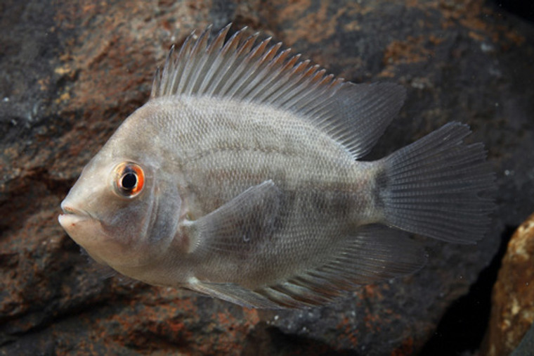 Uaru Cichlid  LARGE  1