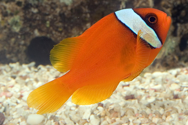 Tomato Clownfish  MEDIUM