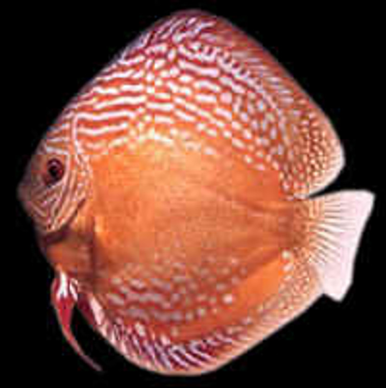 RED PEARL PIGEON DISCUS select (AAA GRADE)