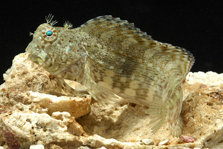 Lawn Mower Blenny  SMALL