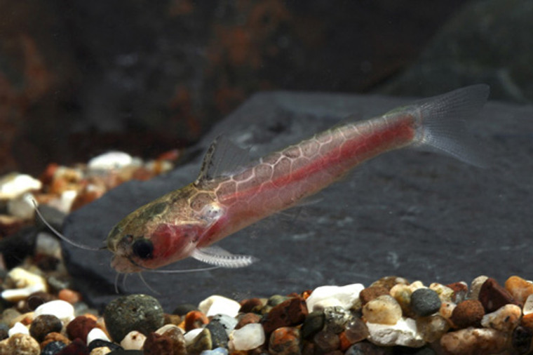 Spotted Tatia Wood Catfish - REGULAR