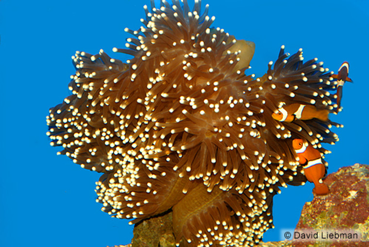 Ocellaris Clownfish Pair