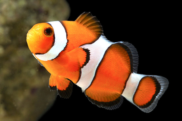 True Percula Clownfish  SMALL