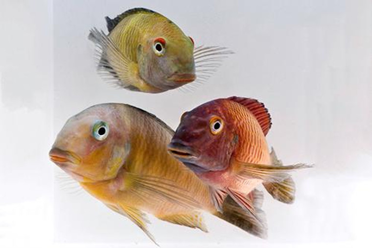 Assorted Tropheus Moorii Cichlid Male  LARGE