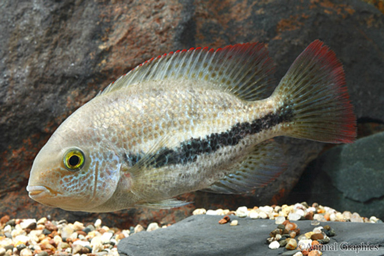 Vieja Zonatus Cichlid  REGULAR