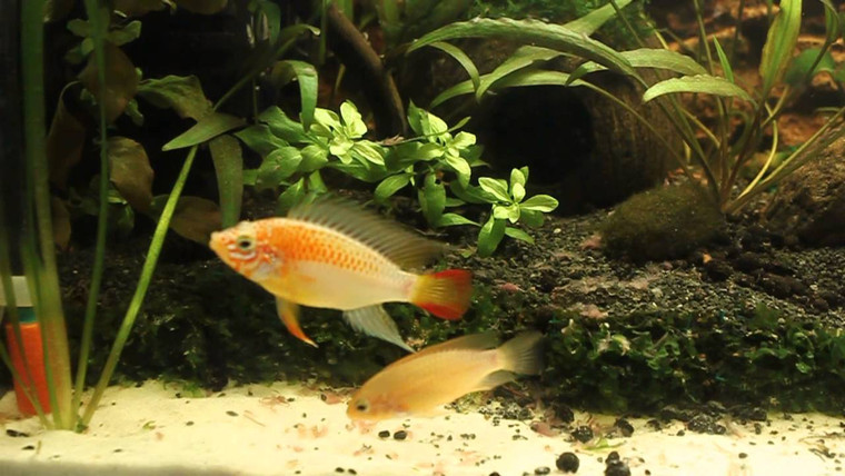 Gold Apistogramma Viejita Cichlid Pair