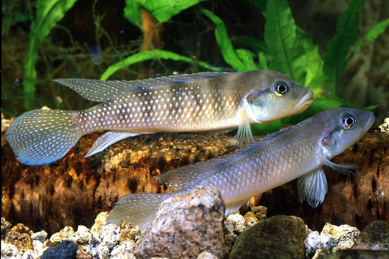 Lamprologus Congoensis Cichlid  REGULAR