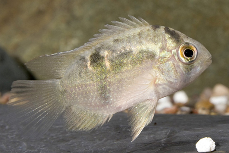 Keyhole Cichlid  SMALL