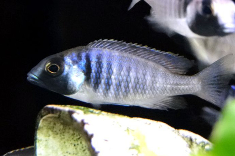 Placidochromis Electra Cichlid Fort Maguire  SMALL