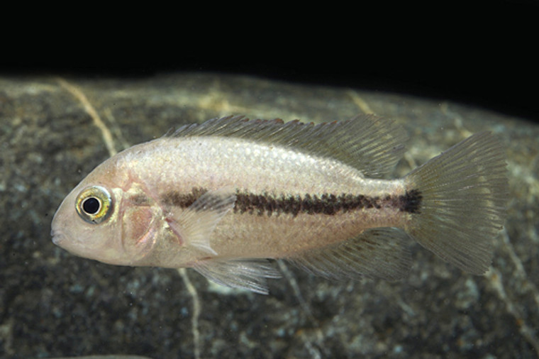 Vieja Hartwegi Cichlid  REGULAR