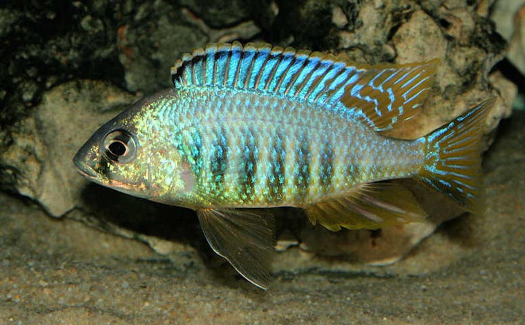 Placidochromis Jalo Reef - 1.25 -2.25 inches