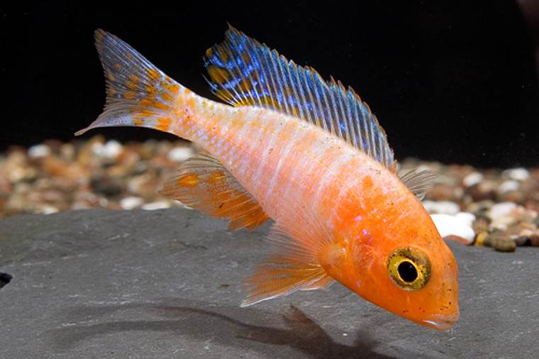 Ruby Crystal Peacock Cichlid  1.25 -2.25 inches