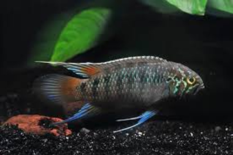 Starry Dwarf Cichlid  MEDIUM