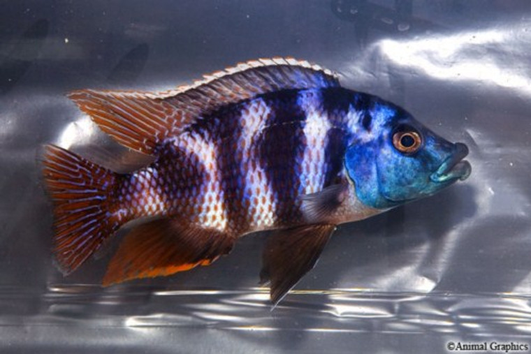 VC-10 Placidochromis Milomo Cichlid  LARGE