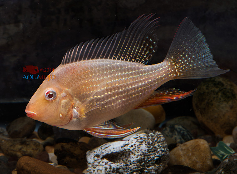 Albino Heckelii Cichlid Medium/Select