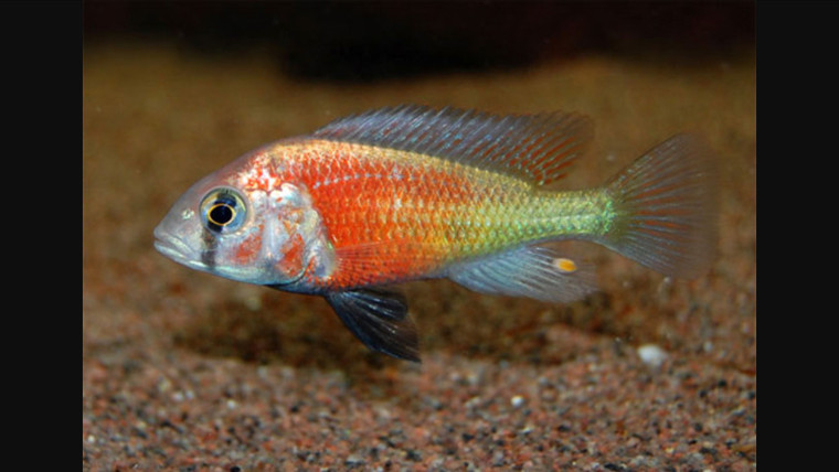 Haplochromis sp. Hippo Point Salmon Cichlid 1.25-2.25 inches