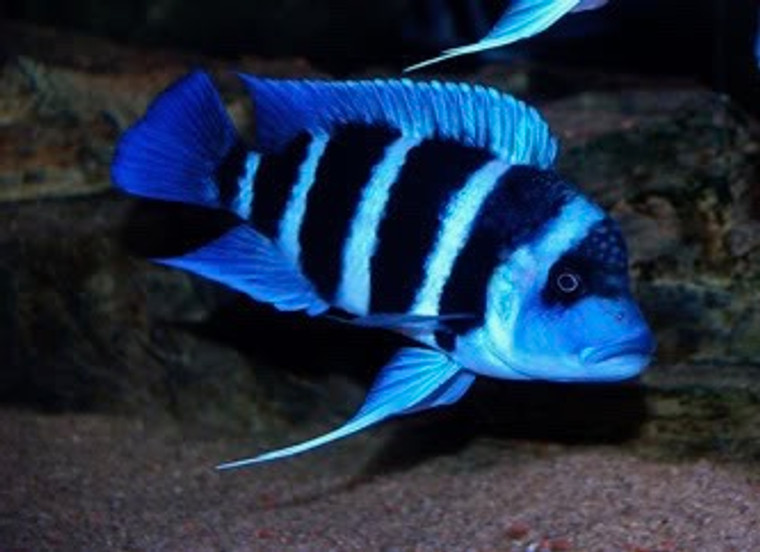 Kapampa Frontosa Cichlid  REGULAR  1