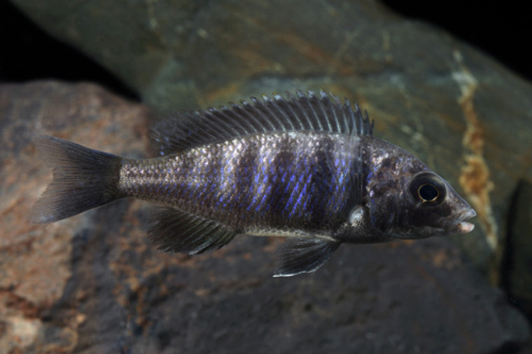 Placidochromis Johnstoni Cichlid  1.25-2.25 inches