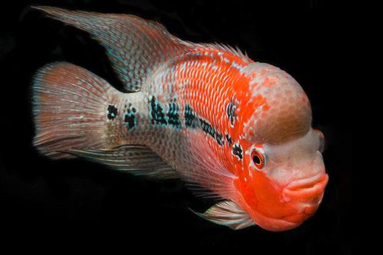 Cherry Hump Head Flowerhorn Cichlid Xlg