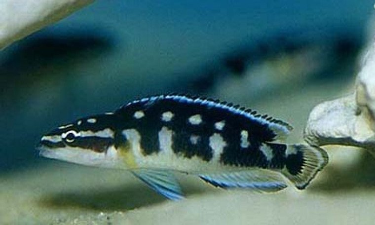 Julidochromis transcriptus gombi regular