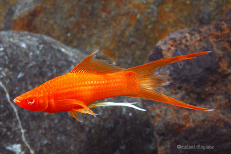 Sailfin Vampire Swordtail  LARGE