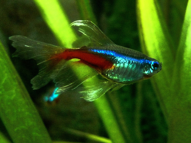 Longfin Neon Tetra  REGULAR