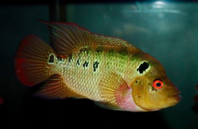 Trimaculatum Cichlid Rio Naranjo Medium/Select