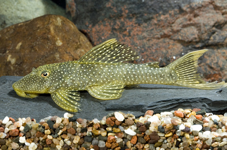 Gold Dot Pleco L031  MEDIUM