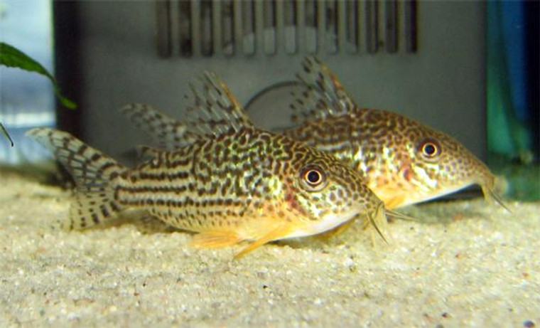 Haraldschultzi Corydoras  MEDIUM