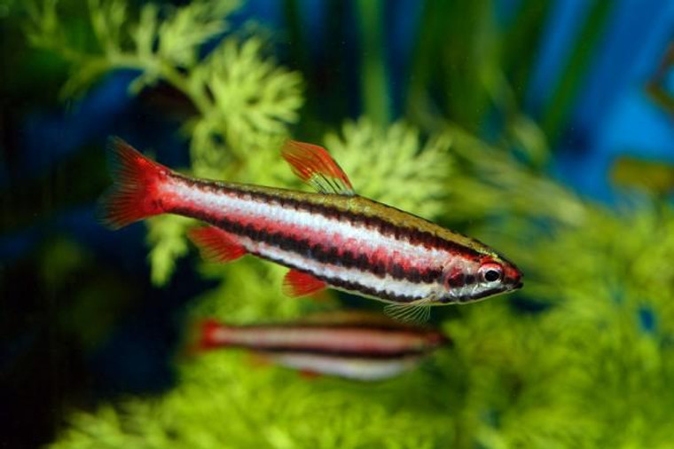 Red Beckfords Pencilfish  REGULAR