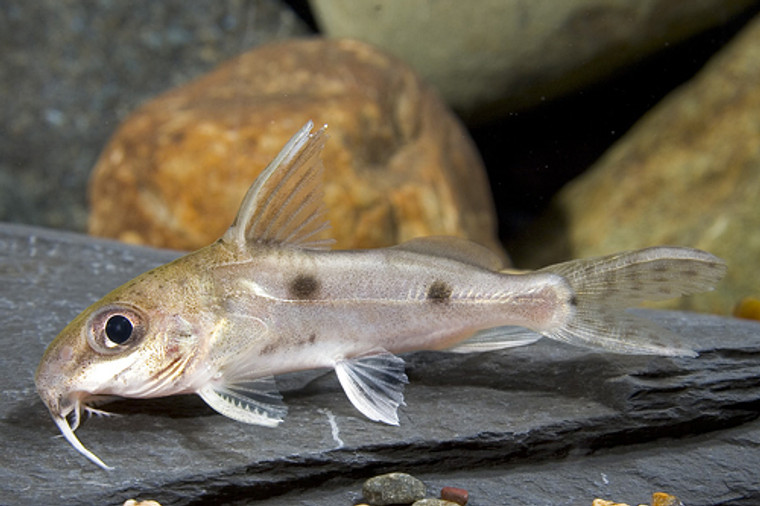 Synodontis Notatus Catfish  REGULAR