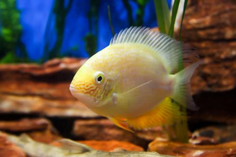 Gold Severum Cichlid Medium/Select