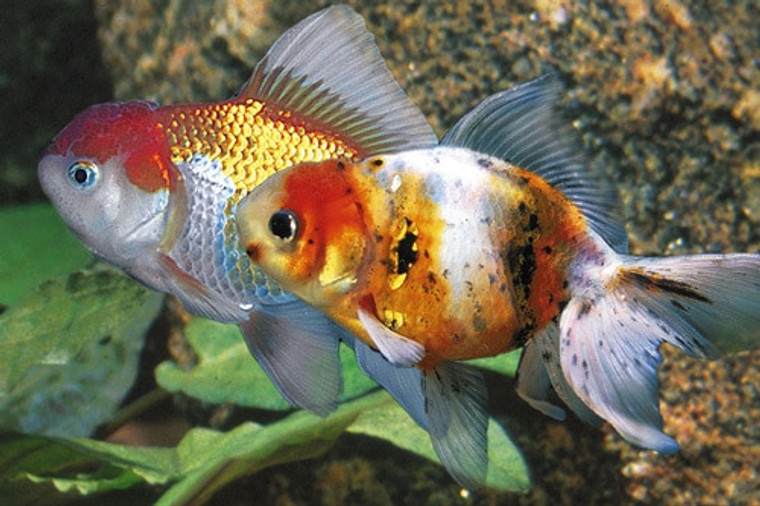 Assorted Oranda Goldfish LARGE  Carassius auratus