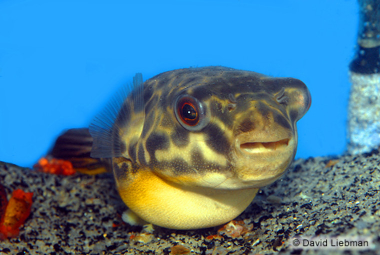 MBU PUFFER  Jumbo