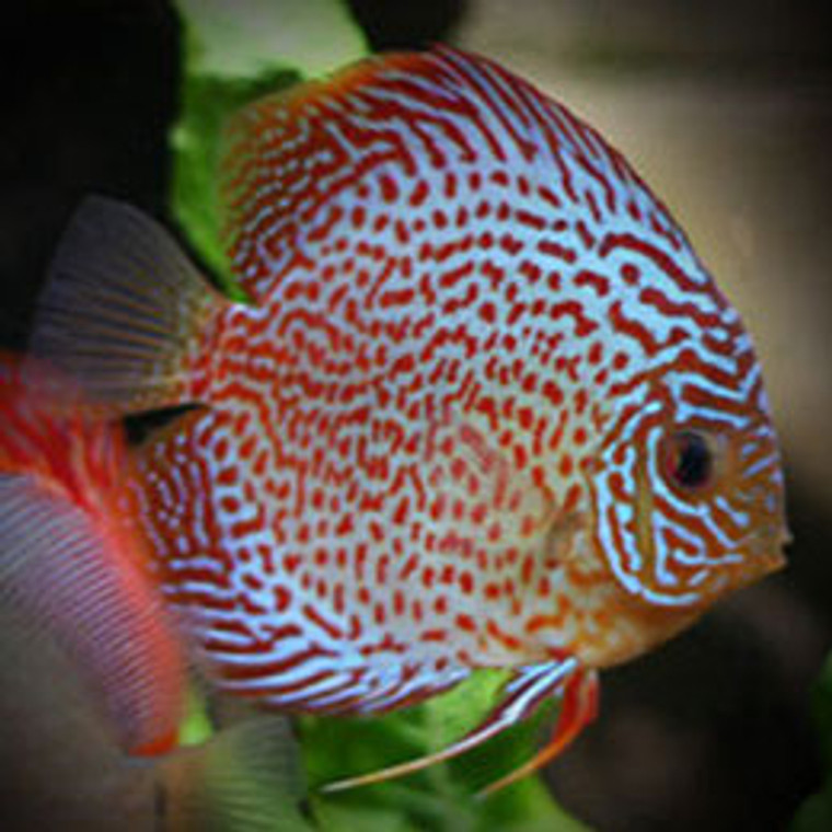 RED PEARL DISCUS select