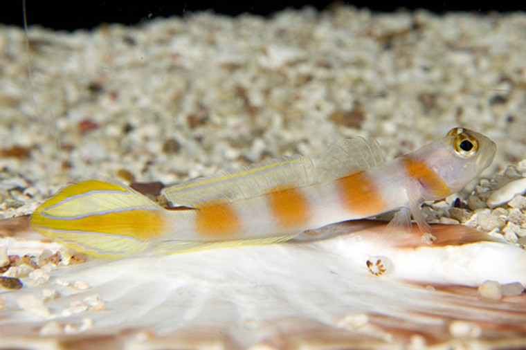 SUNTAIL GOBY - Small 2 - 3  inches