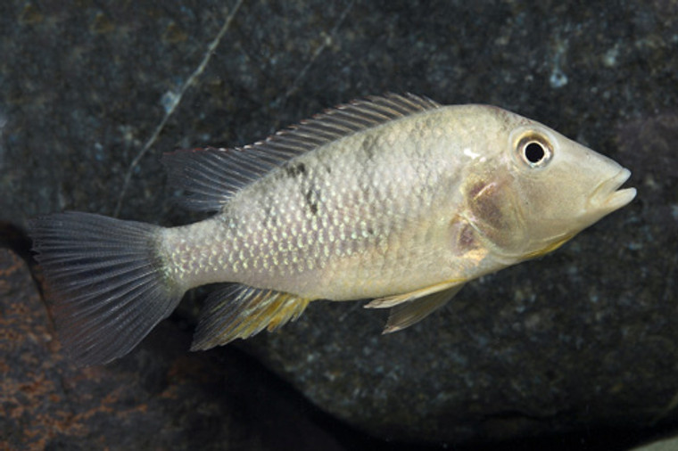 Geophagus steindachneri regular