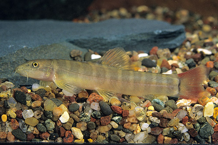 RED TAIL  BANDED LOACH regular