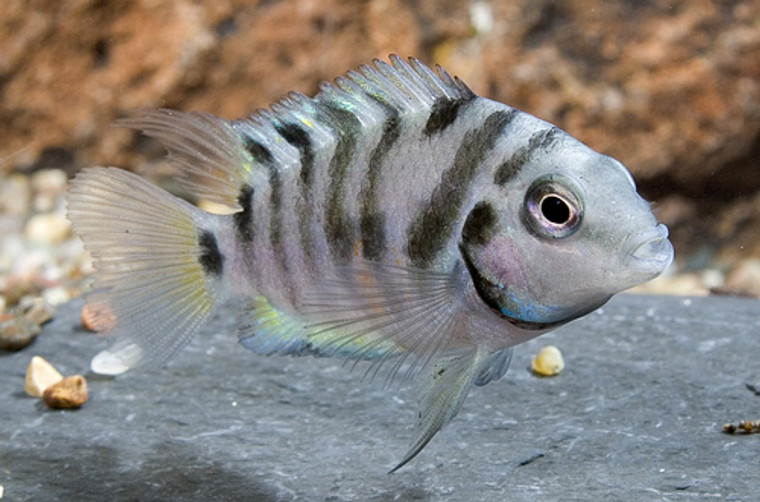 CONVICT  CICHLID  - medium 2.5 - 3 inches