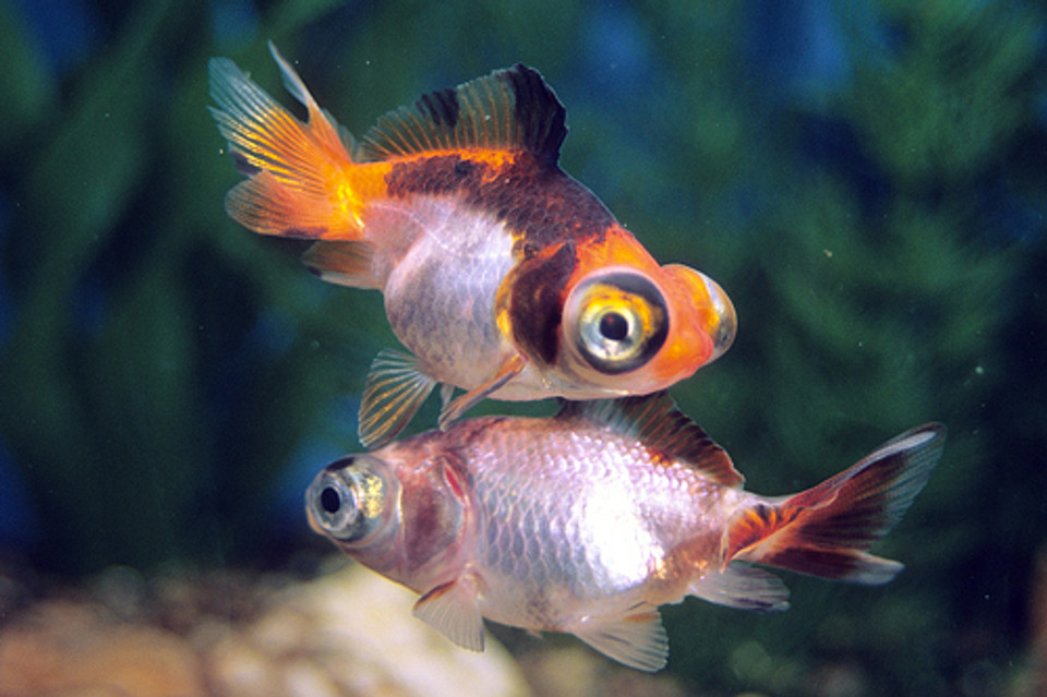 butterfly telescope goldfish care