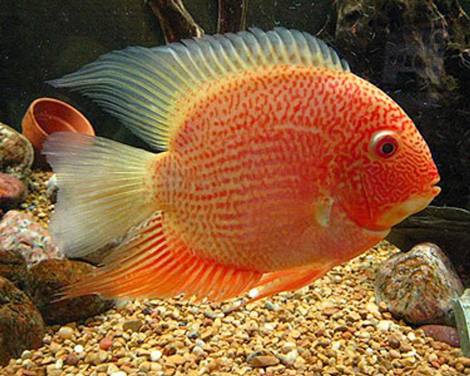 red zebra cichlid vs gold severum